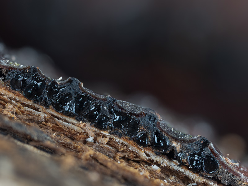 Lopadostoma fagi Lopadostoma fagi